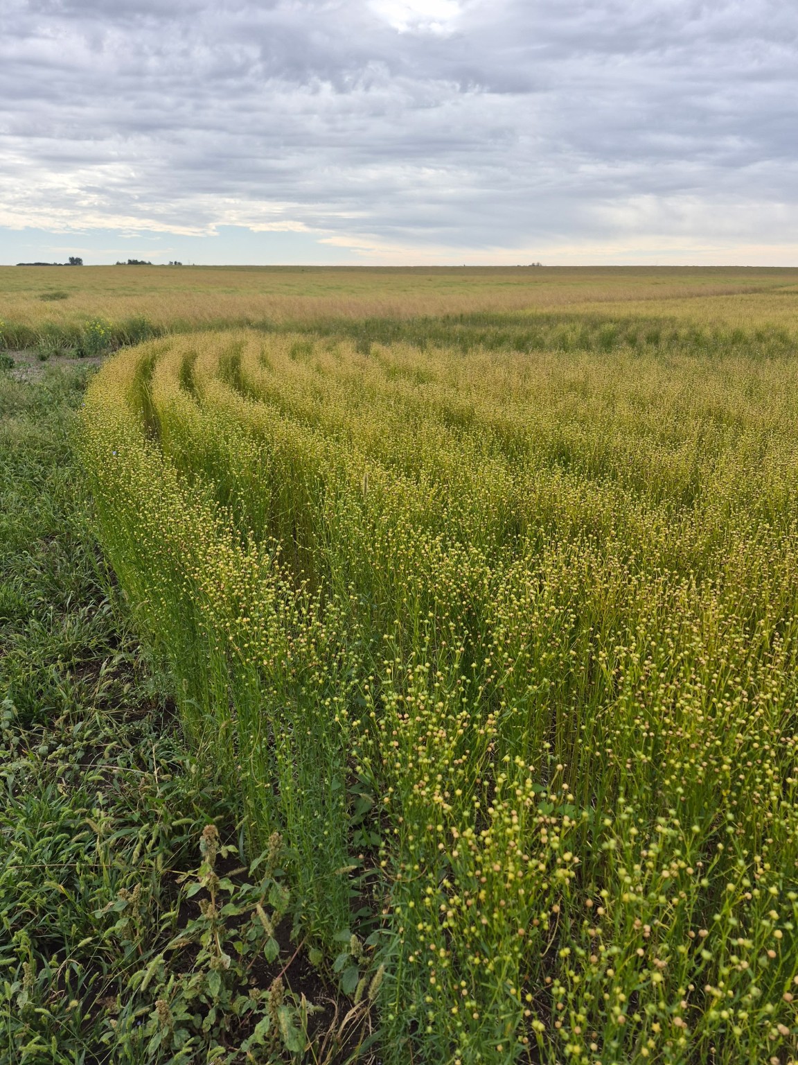 Avian fibre flax growing across the Biolin Research field