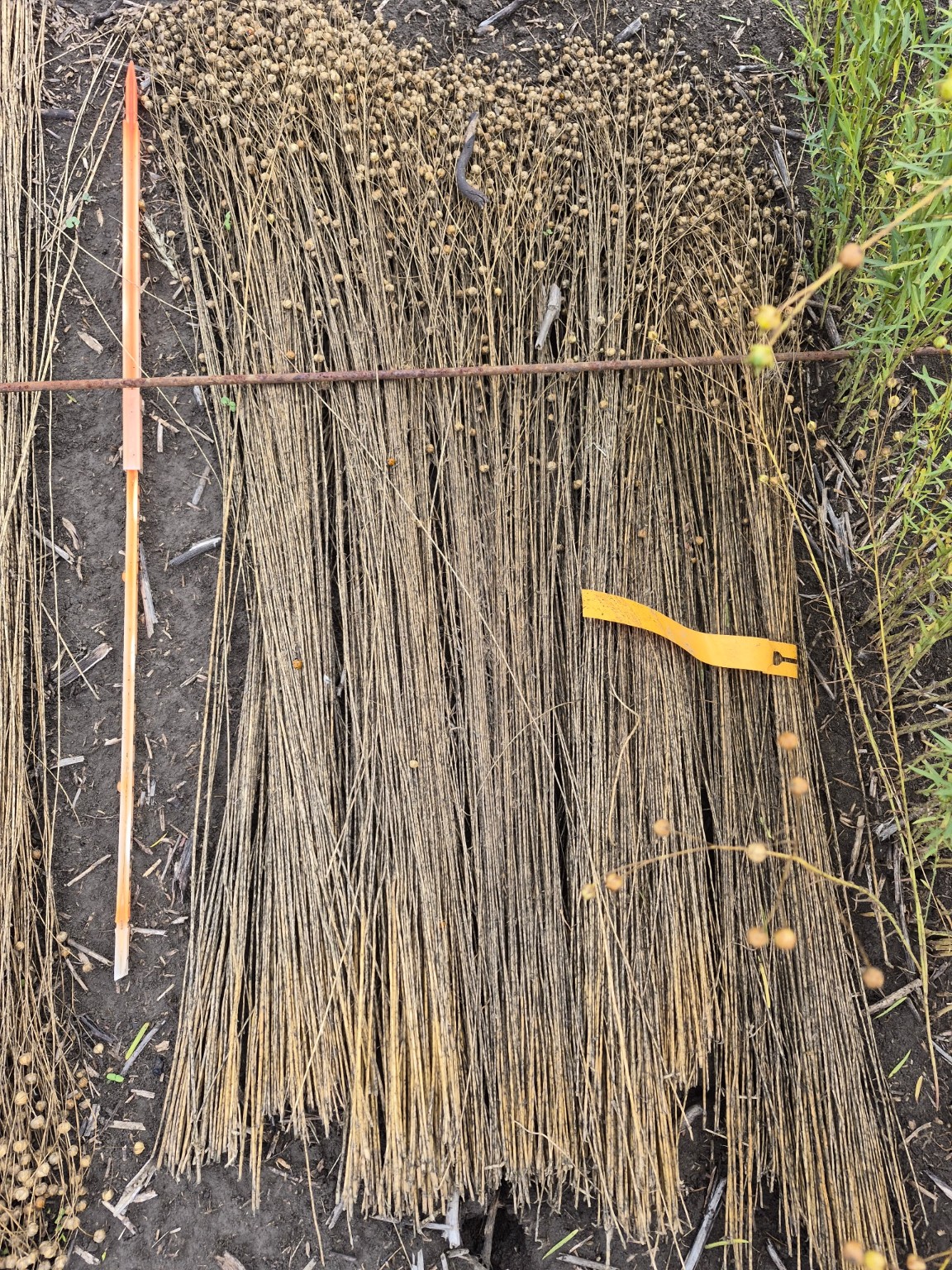 Harvested flax stems arranged together on the ground
